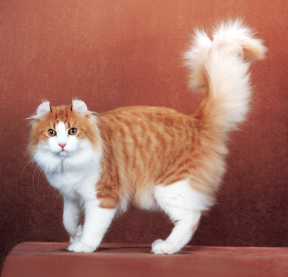 American Curl Personality Profile