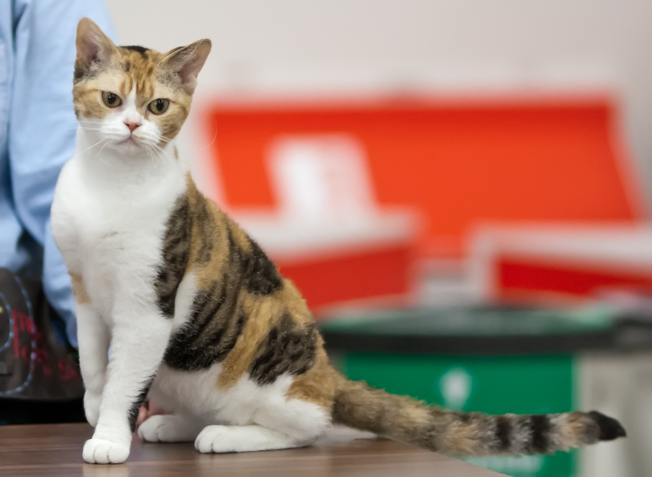Perfil de personalidad: American Wirehair