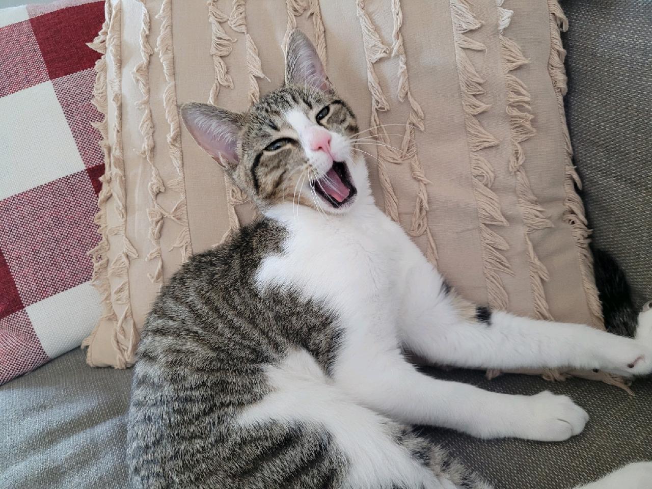 Profil de personnalité: Aphrodite Géant