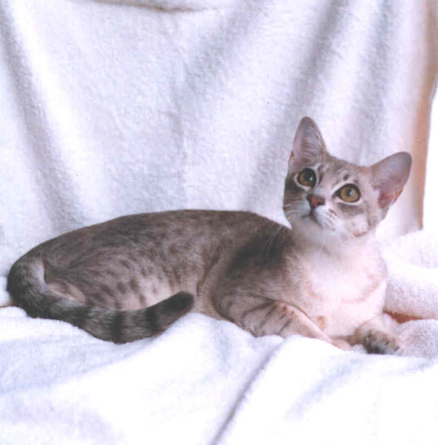 Profil de personnalité: Brume Australienne