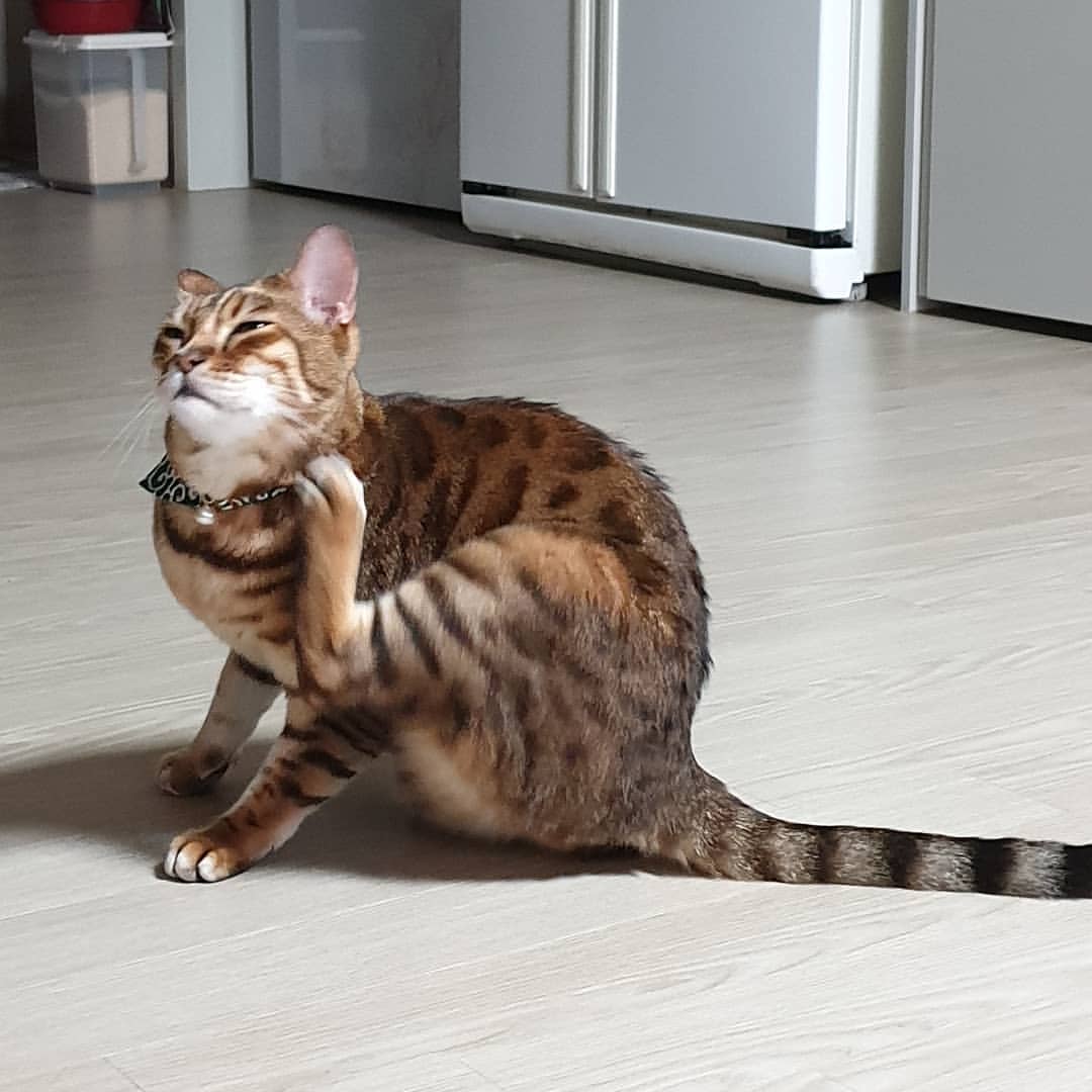 Bengal photo 2
