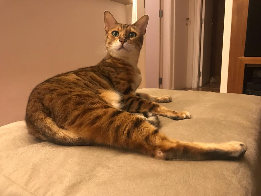 Bengal photo 3
