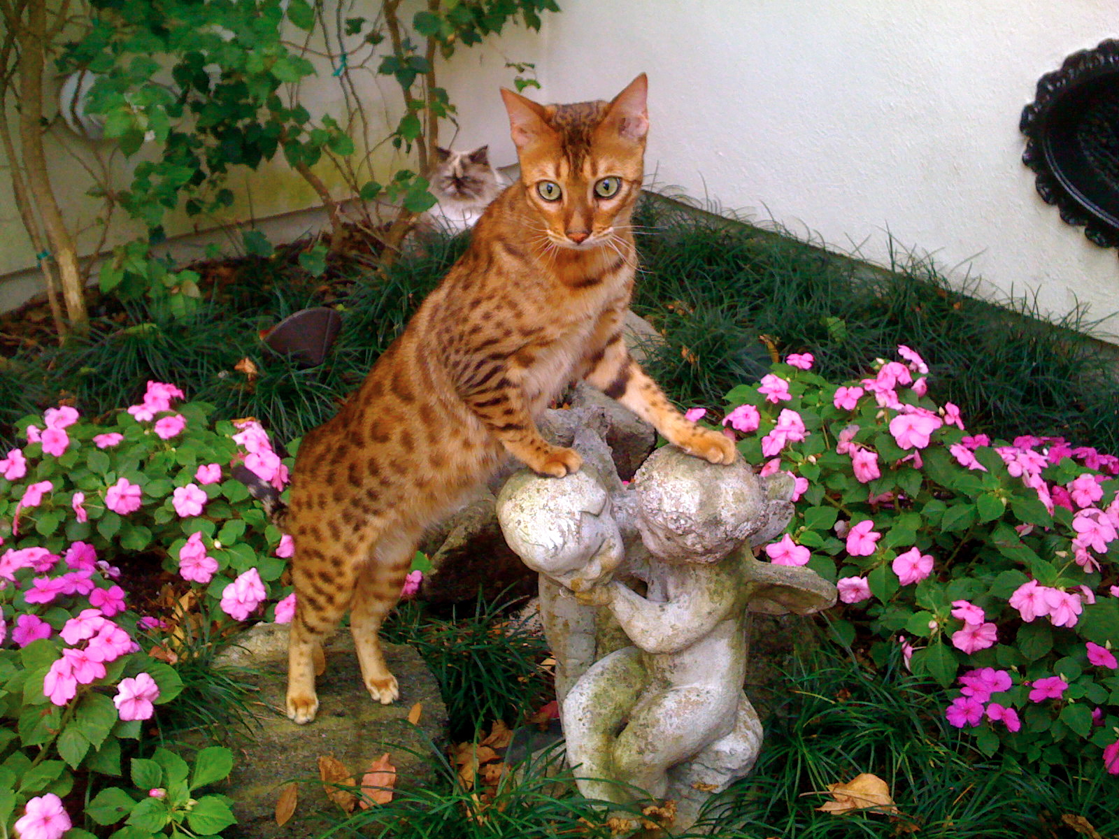 Bengal photo 4
