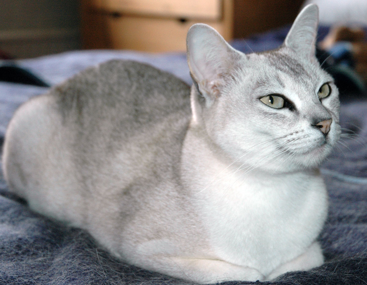Burmilla Personality Profile