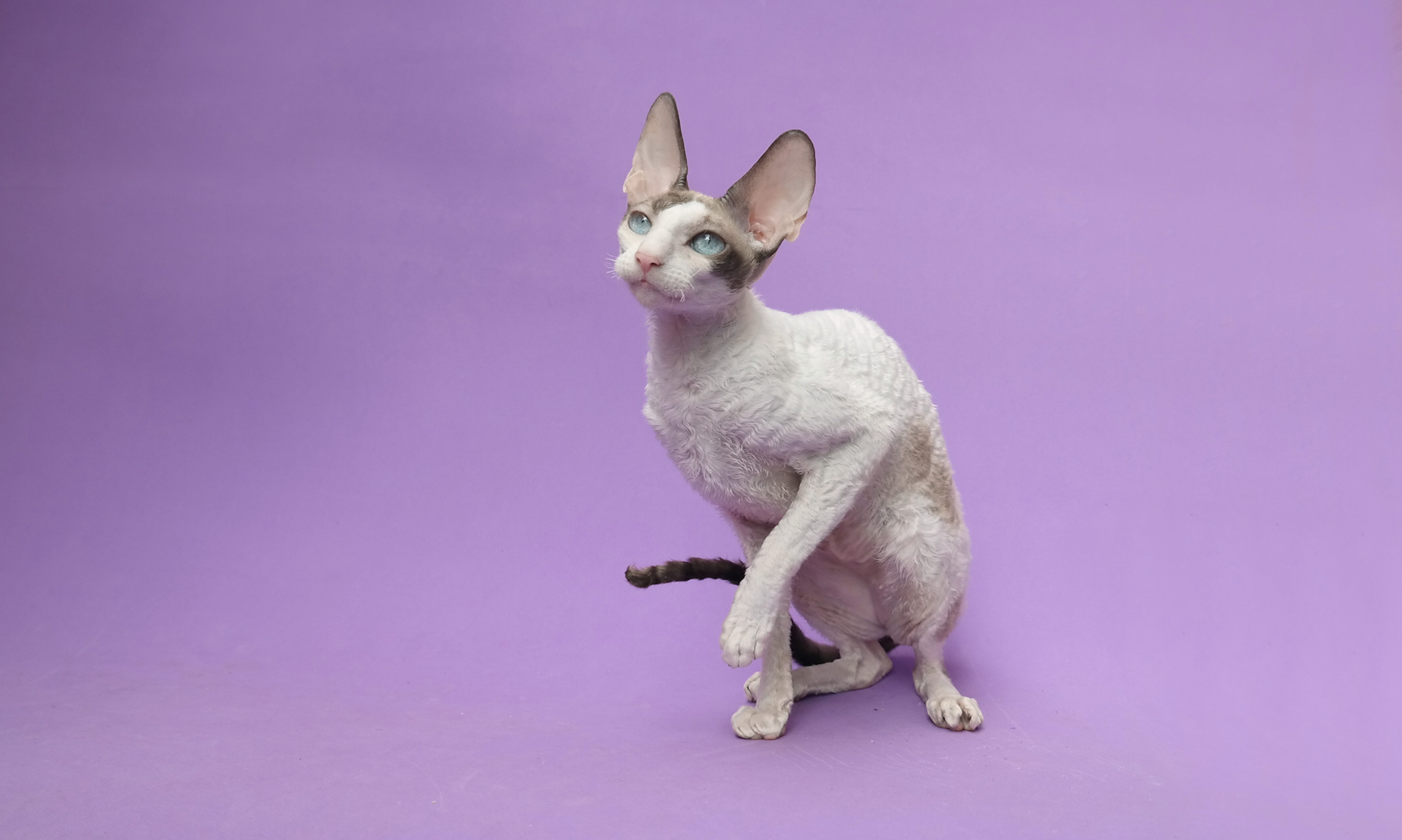 Cornish Rex Personality Profile