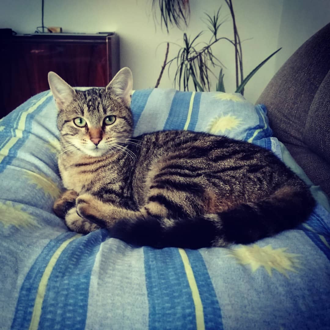 狸花猫的性格画像