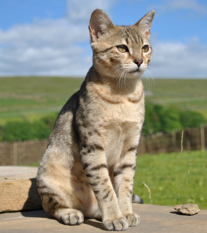 埃及猫的性格画像