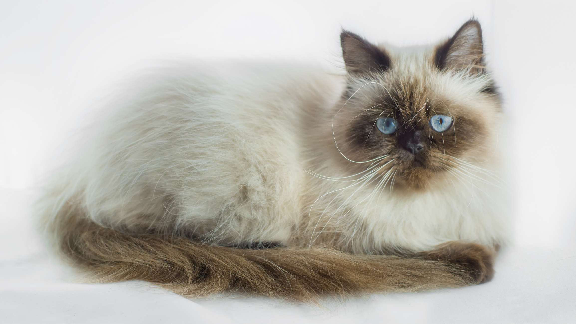 Himalayan Personality Profile