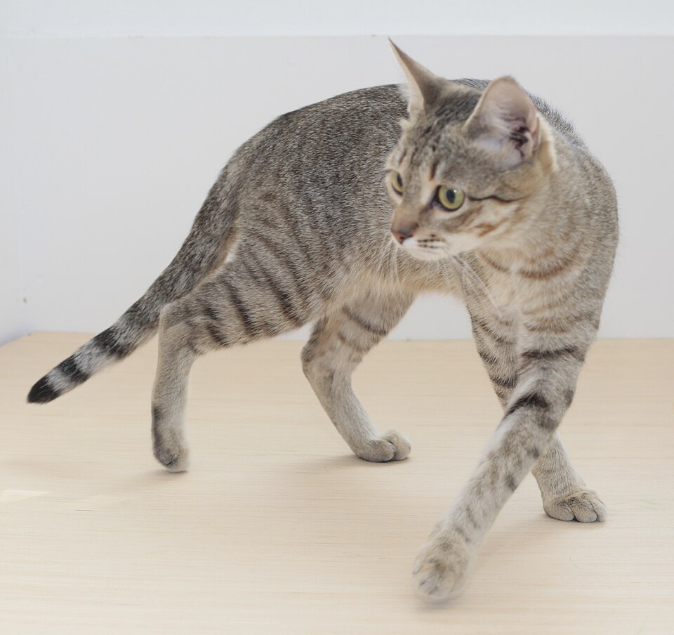 卡纳尼猫的性格画像