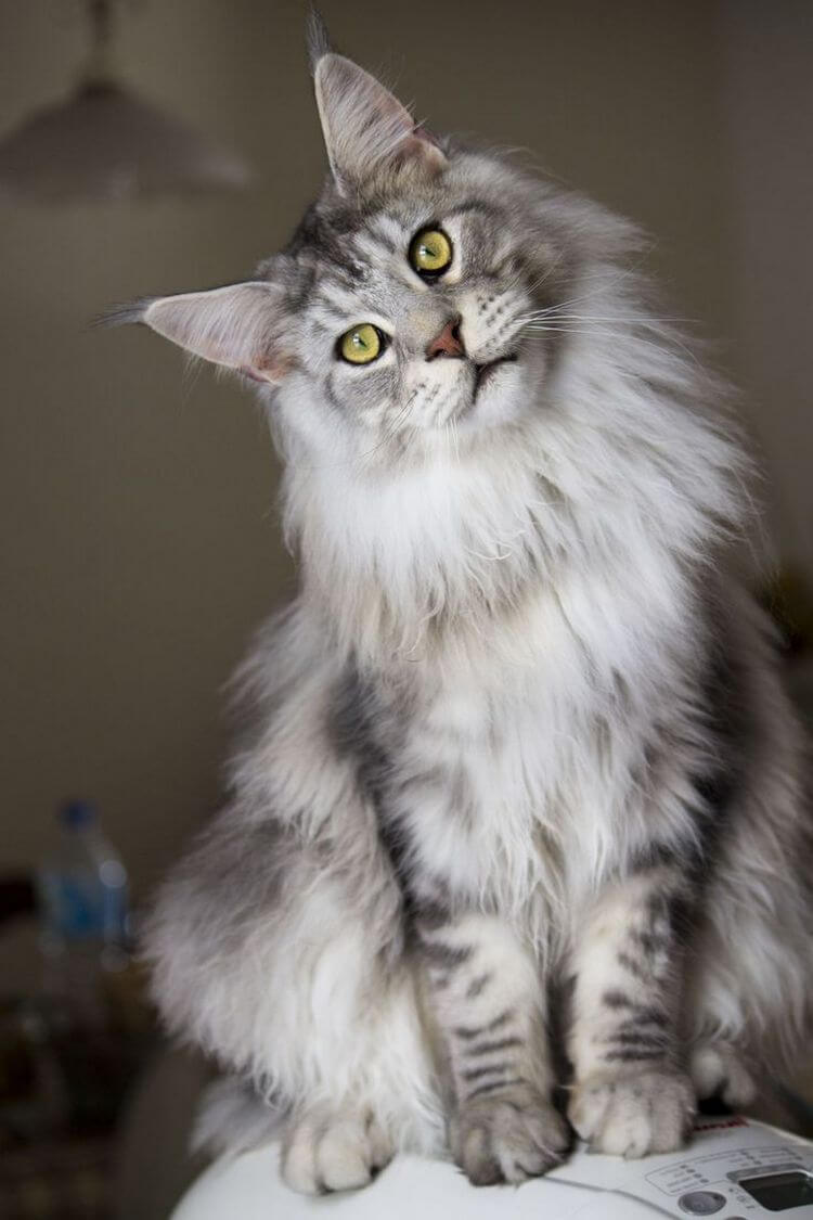 Charakterprofil: Maine Coon