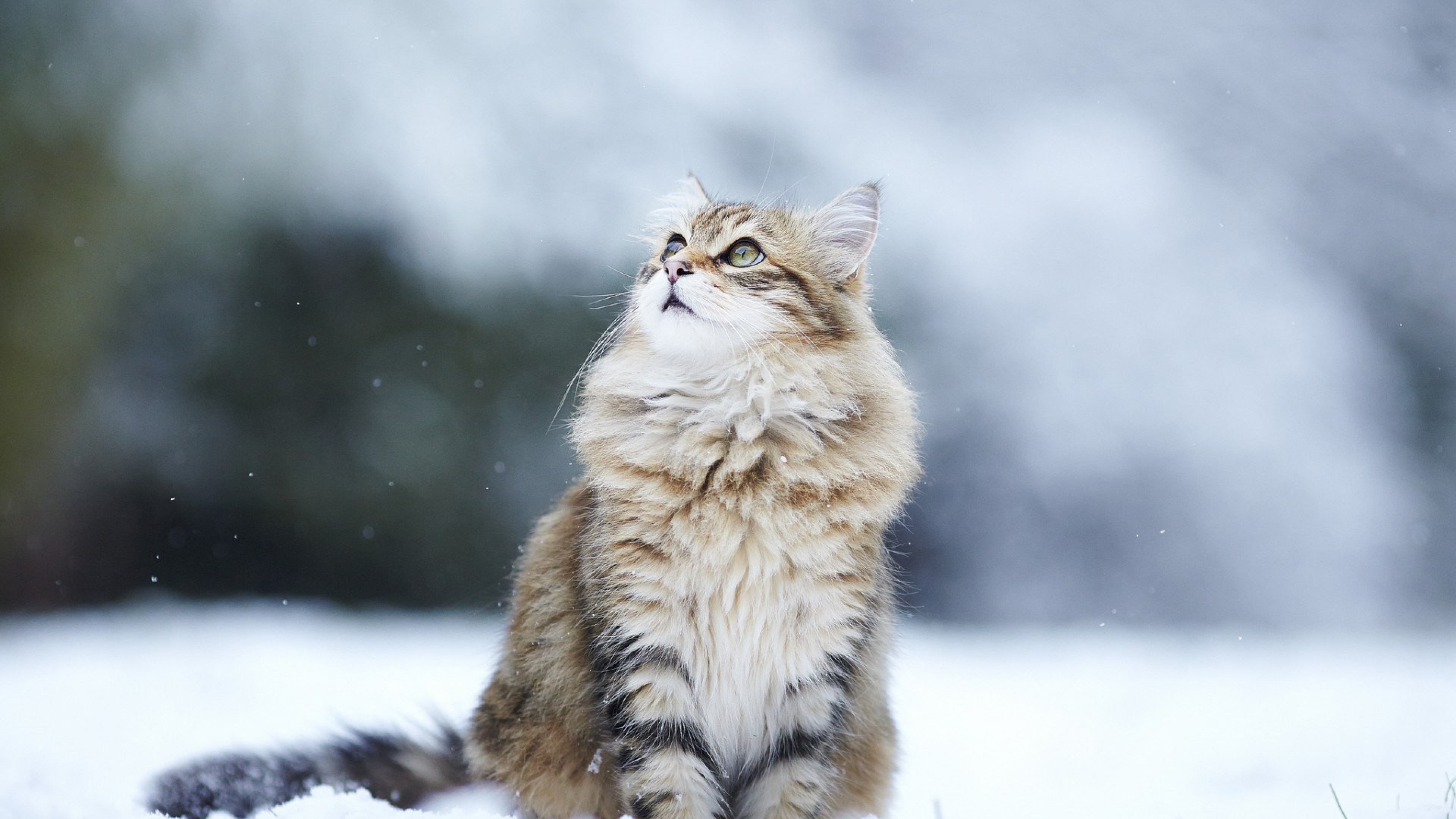 Perfil de personalidad: Gato del Bosque Noruego