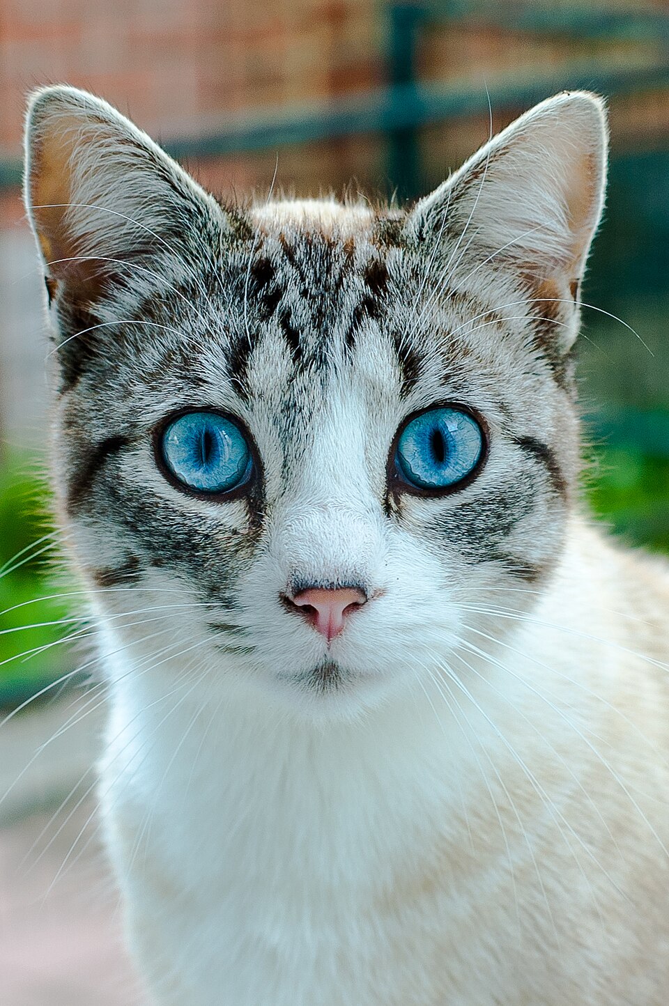 Charakterprofil: Ojos Azules