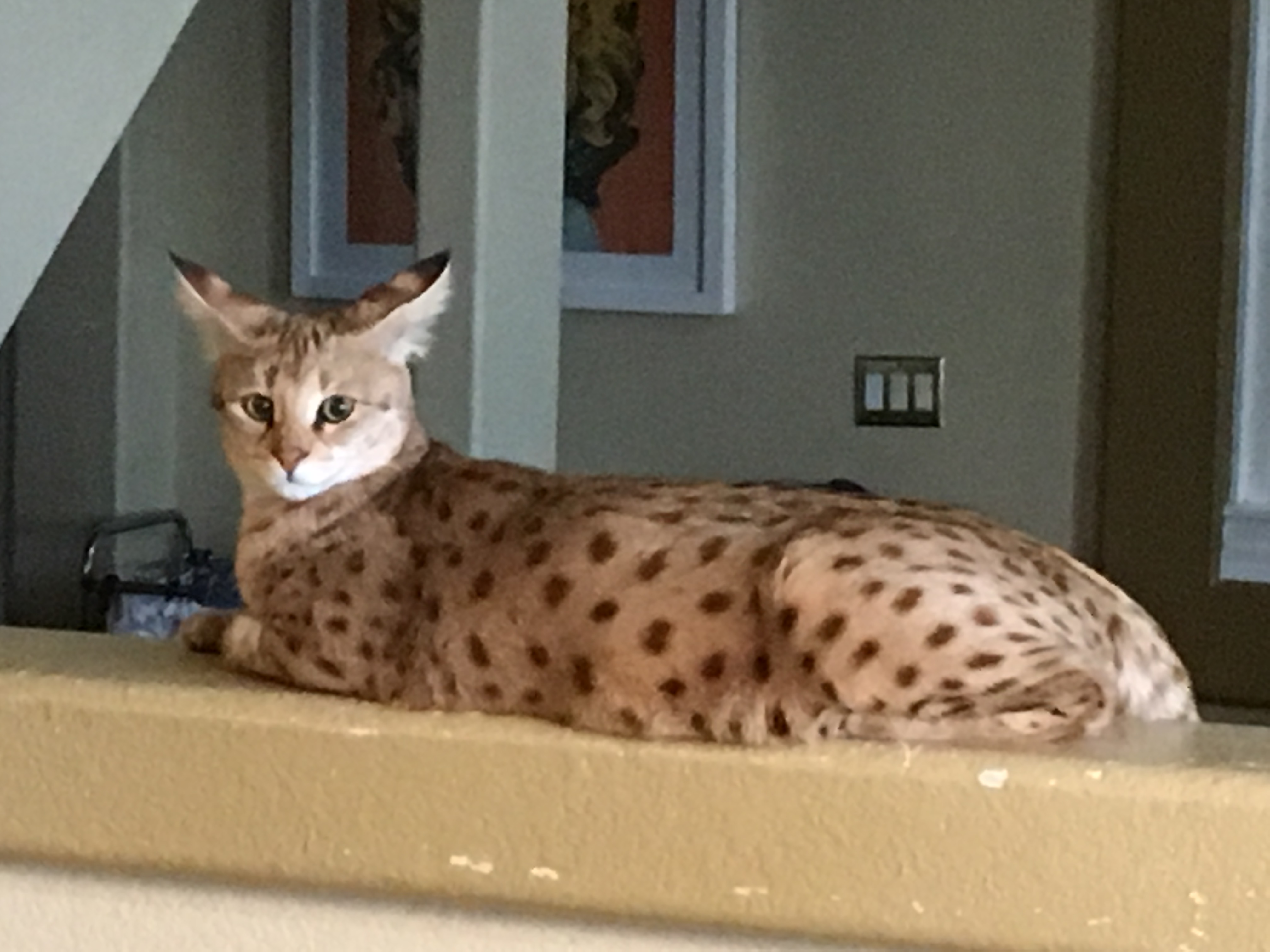 Savannah photo 4