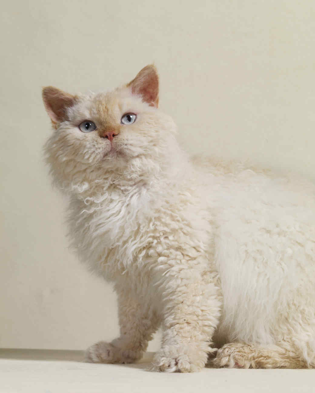 Selkirk Rex Personality Profile