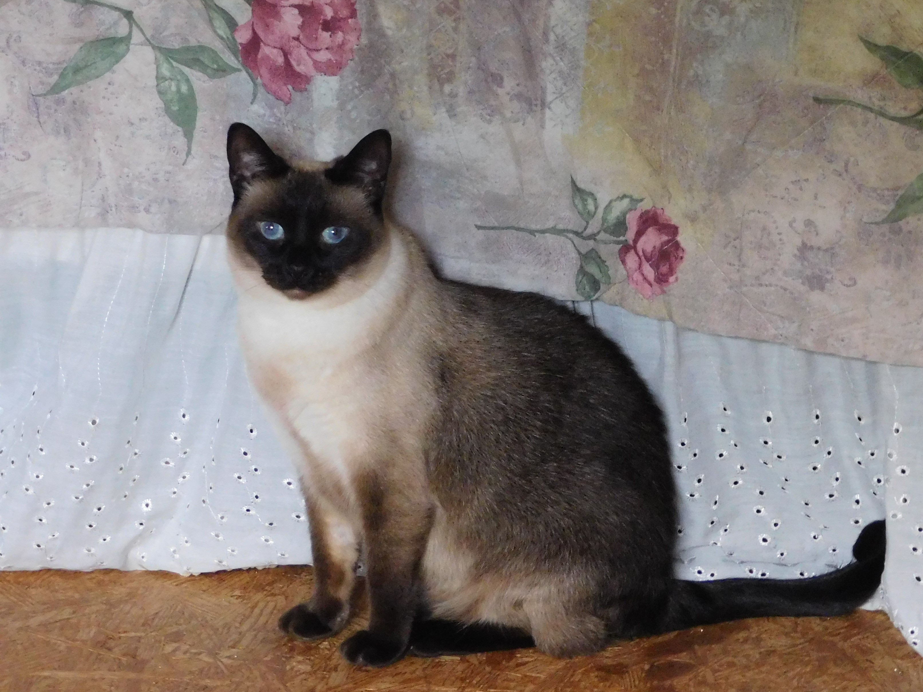 Siamese Personality Profile