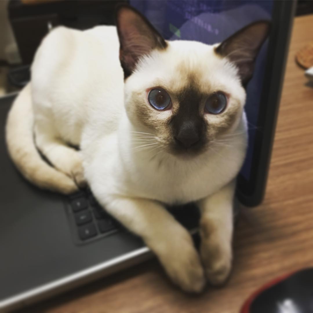 东奇尼猫的性格画像