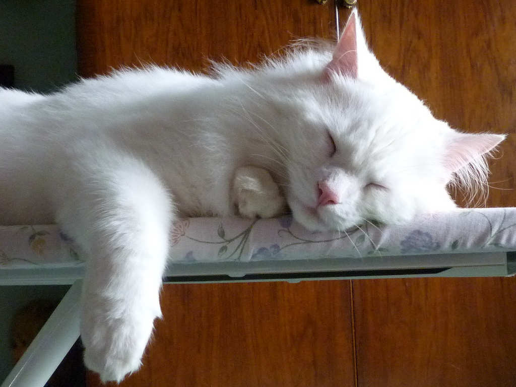 Perfil de personalidad: Angora Turco