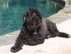 Affenpinscher photo 2