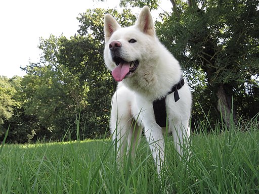 Akita photo 2