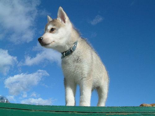 American Eskimo Dog photo 3