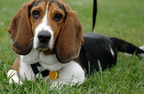 Basset Hound photo 2