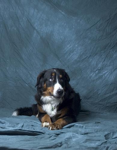 Bavarian Mountain Hound photo 3