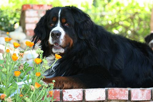 Bavarian Mountain Hound photo 4
