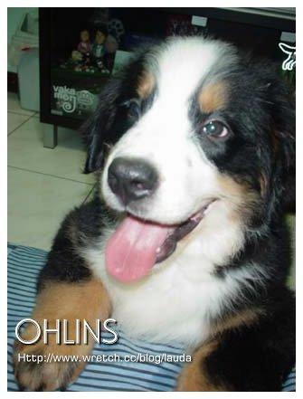 Bernese Mountain Dog photo 2