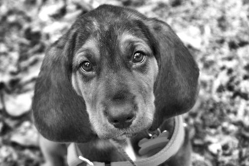 Bloodhound photo 2