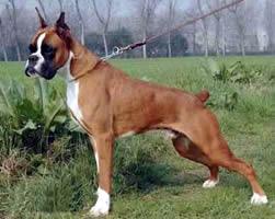 Boxer photo 3