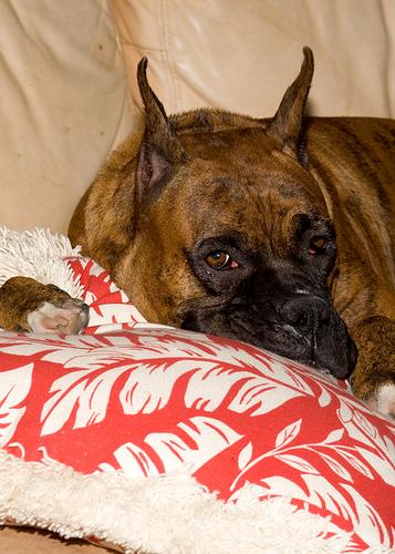 Boxer photo 4
