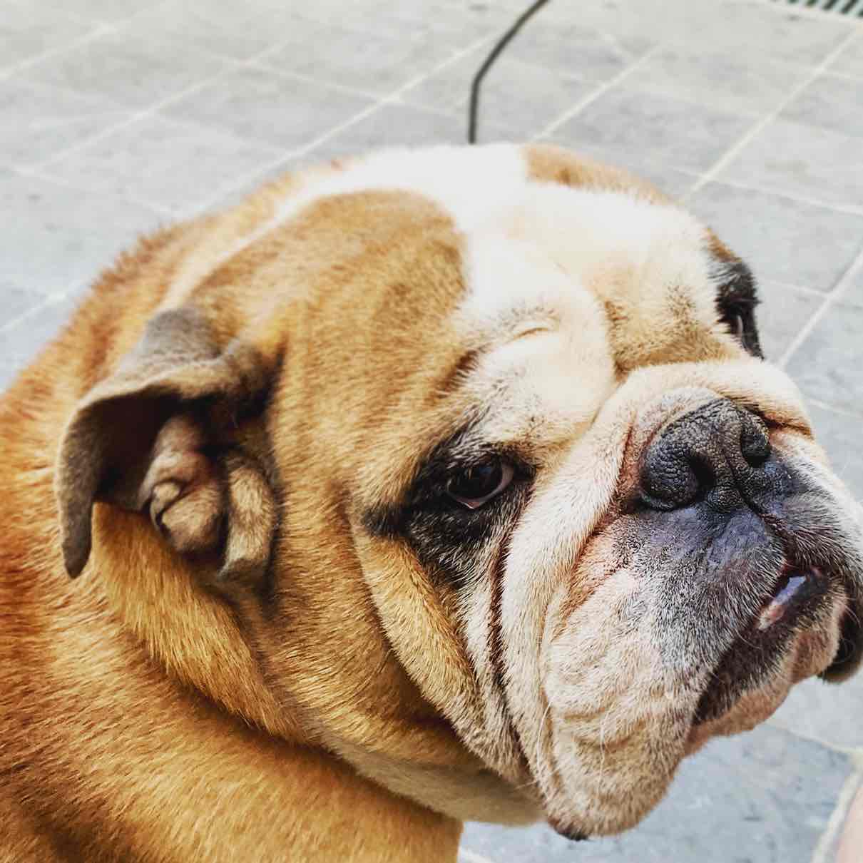 Bulldog photo 2