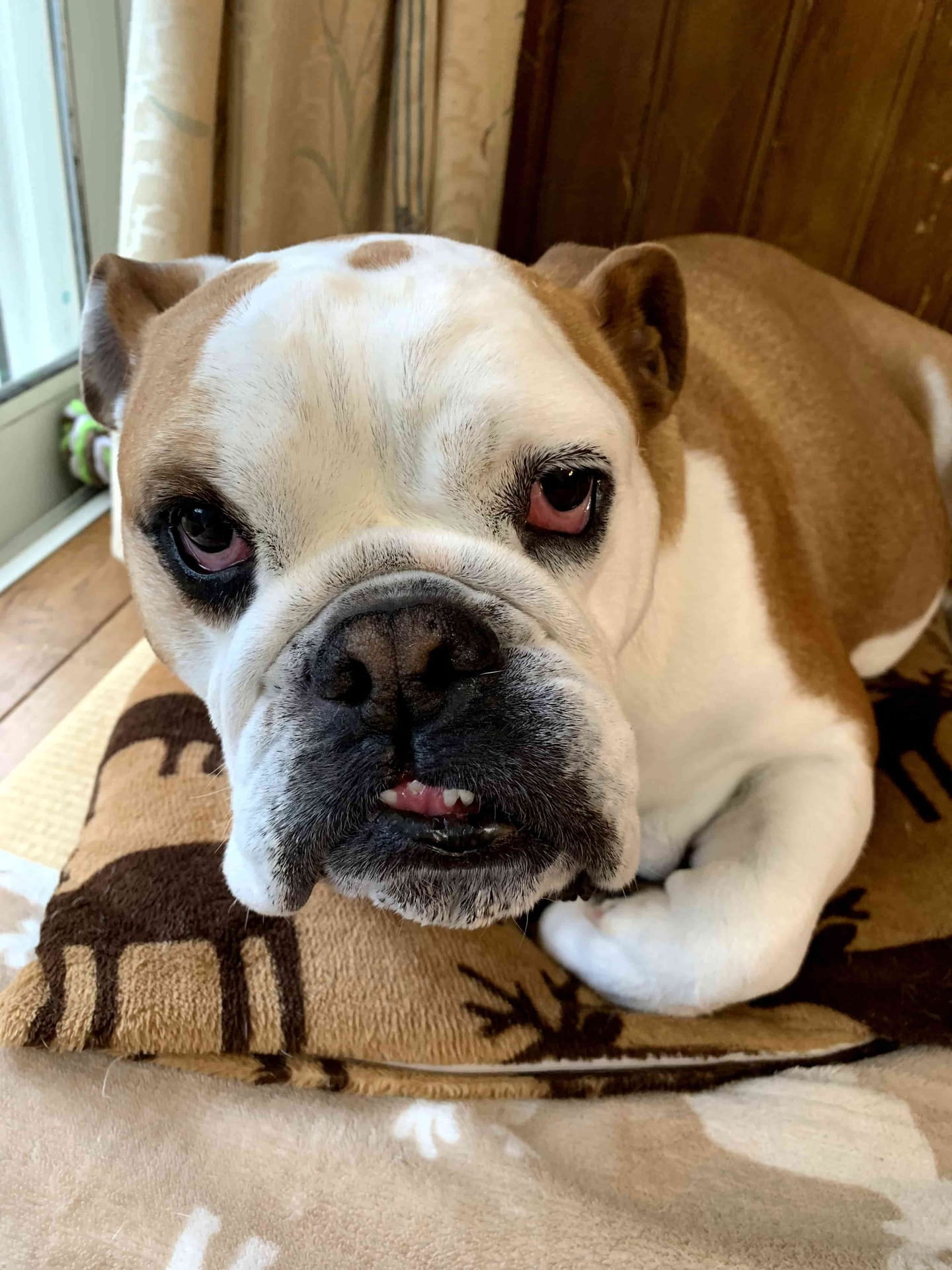 Bulldog photo 3