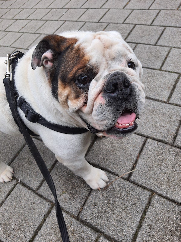 Bulldog photo 4
