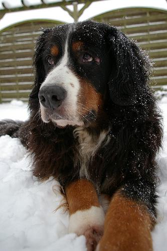 Central Asian Shepherd Dog photo 2