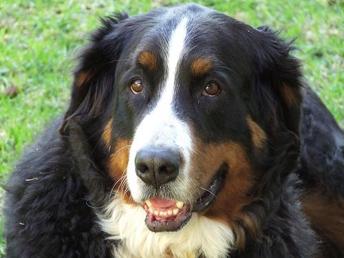 Central Asian Shepherd Dog photo 4