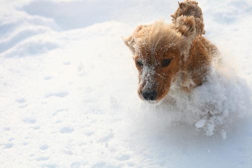 Cocker Spaniel photo 2