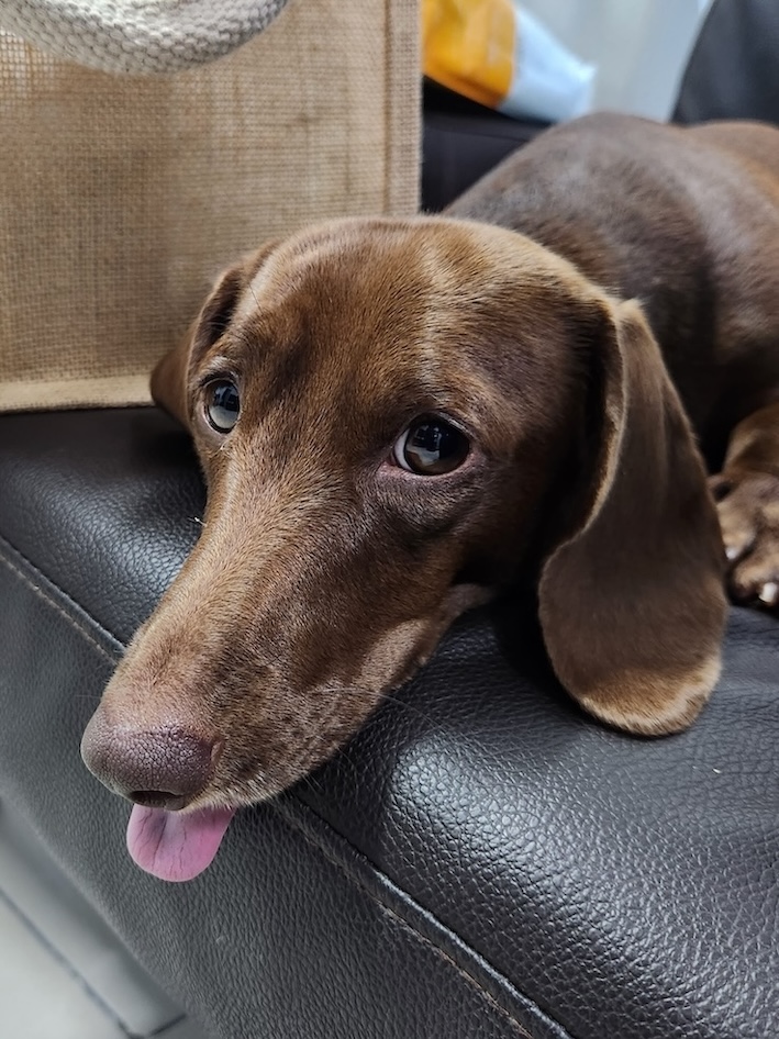 Dachshund photo 4