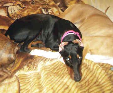 Dobermann photo 3