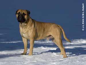 Dogo Argentino photo 3