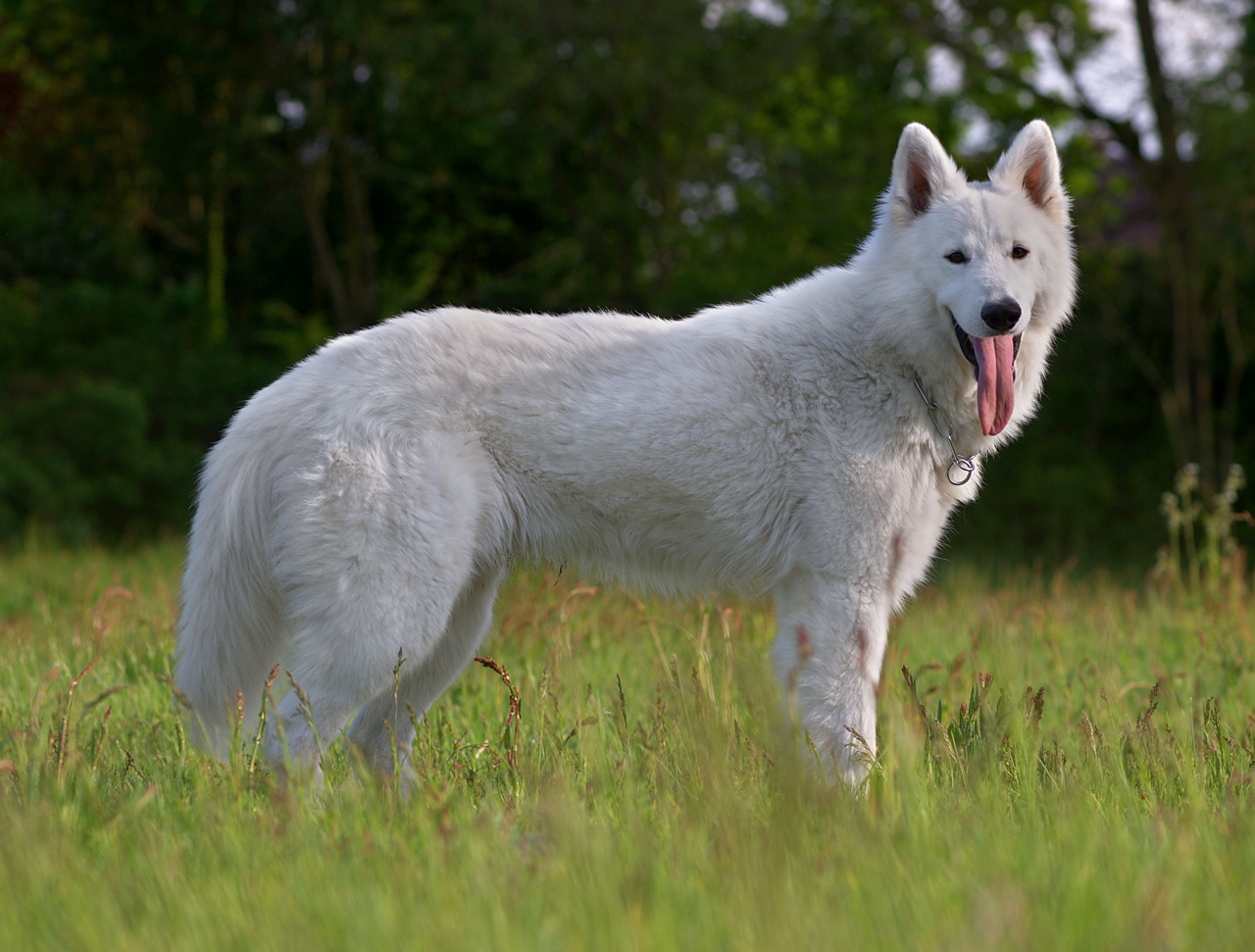 German Shepherd photo 2
