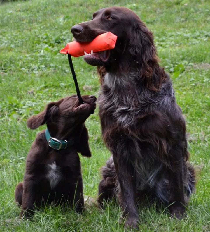 German Shorthaired Pointer photo 2