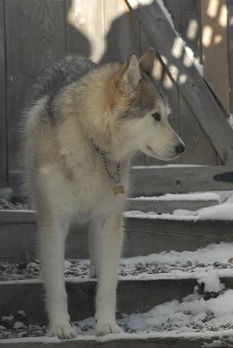 Greenland Dog photo 2