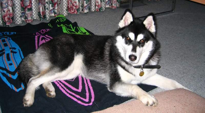 Greenland Dog photo 3