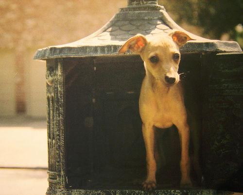 Greyhound photo 2