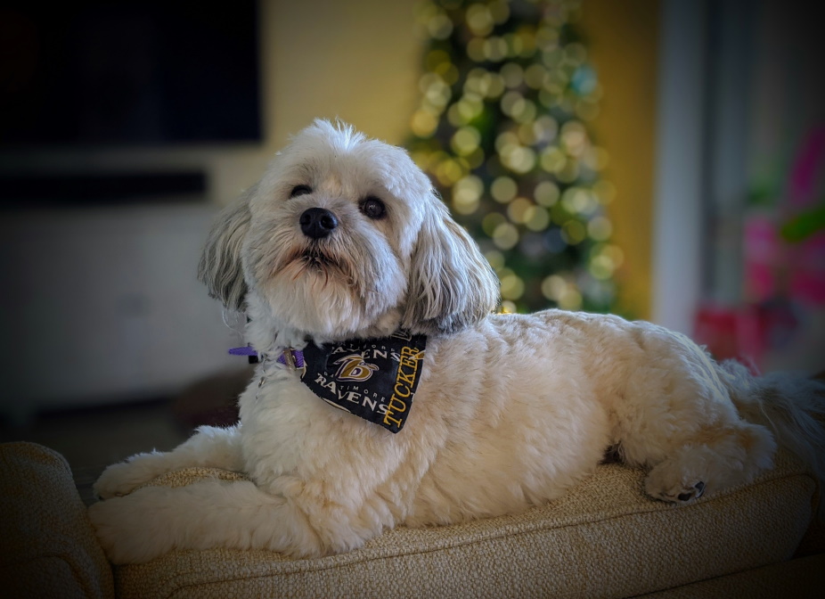 Havanese photo 4
