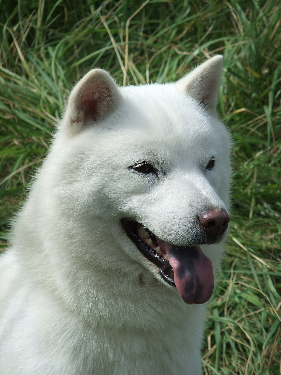 Hokkaido photo 2