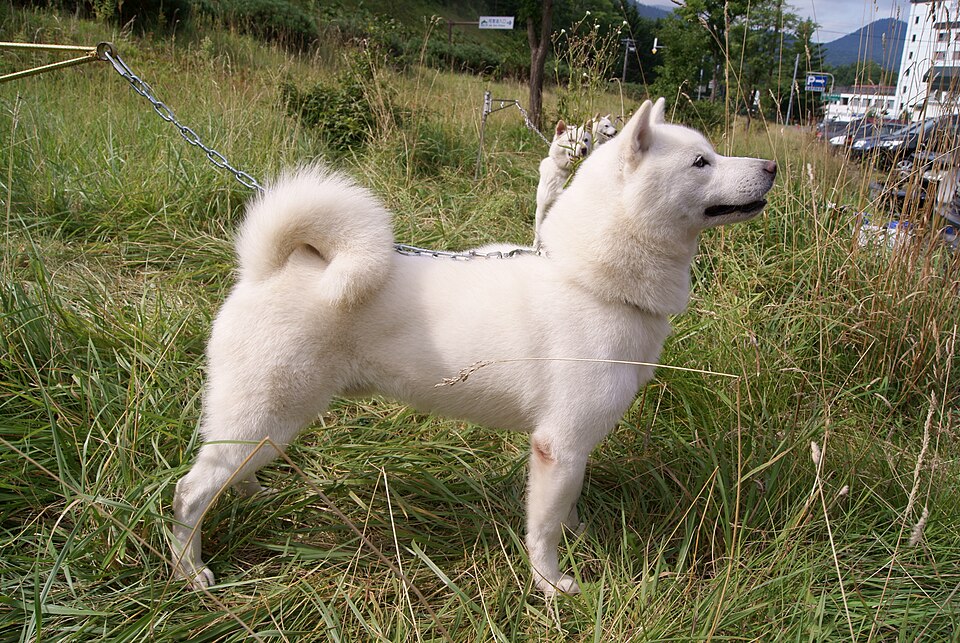 Hokkaido photo 3