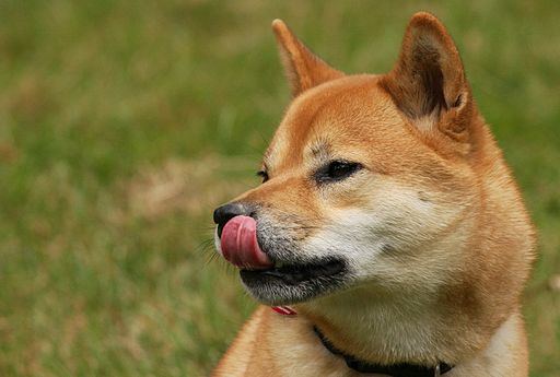 Kishu Ken photo 2