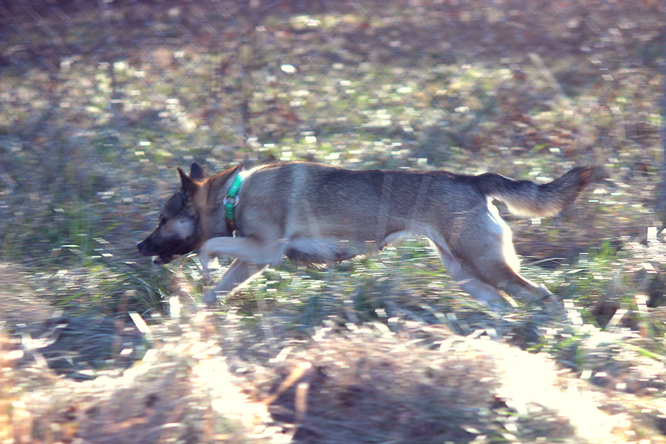 Kishu Ken photo 3